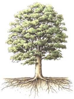 20091019041140-arbol.jpg